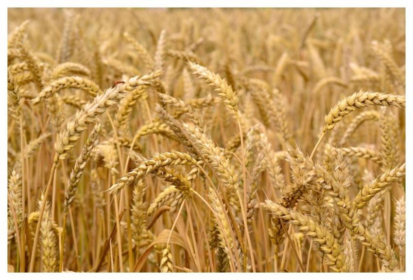 Wheat Laptop Wallpaper Beautiful Wallpaper 4K Wall