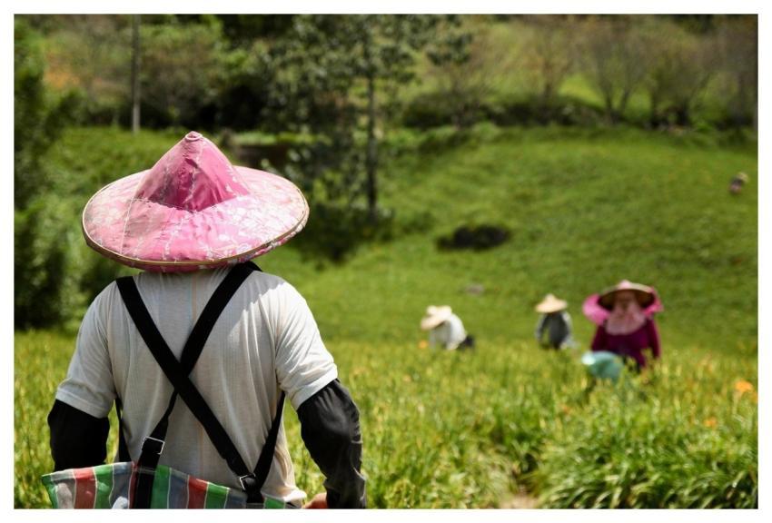 Farmer Agriculture Fields Work