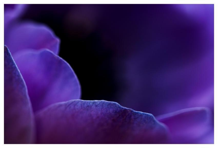 Flower Macro Violet Hd Wallpaper