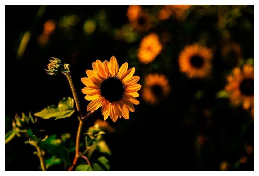 Autumn August Flower Wallpaper Plant