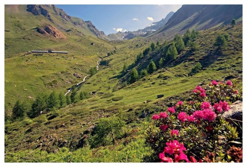 Mountain Alps High Valley Stables