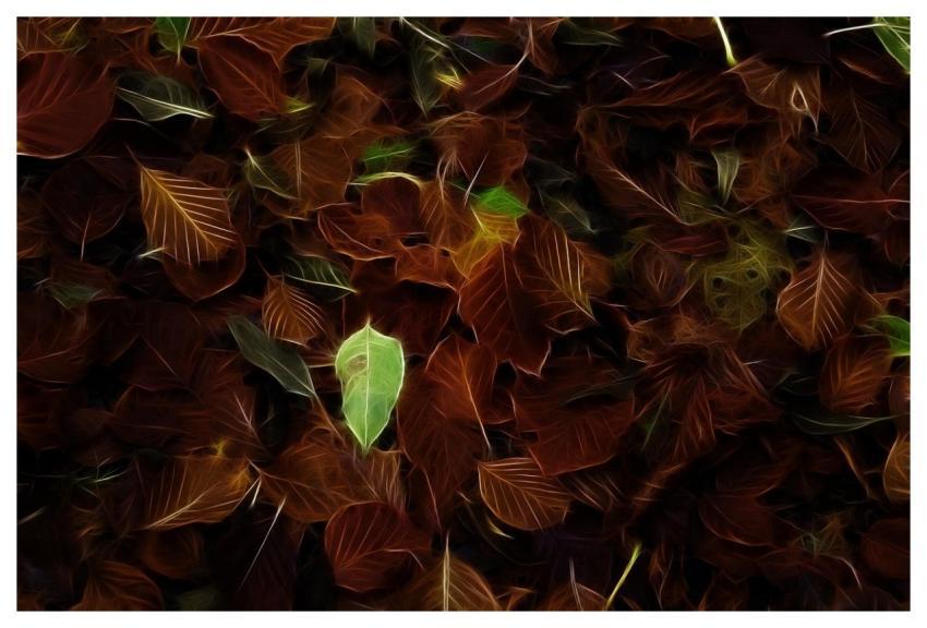 Leaves Abstract Fractal Creative