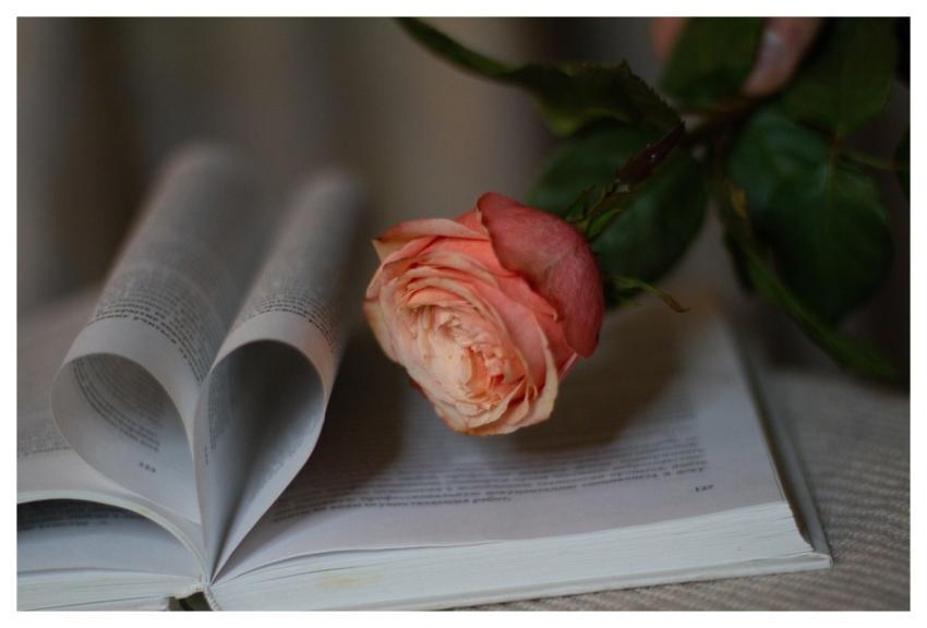 Rose Flower Book Valentine's Day