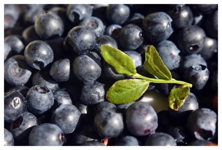 Black Berry Forest Fruits Forest Berries Fruit