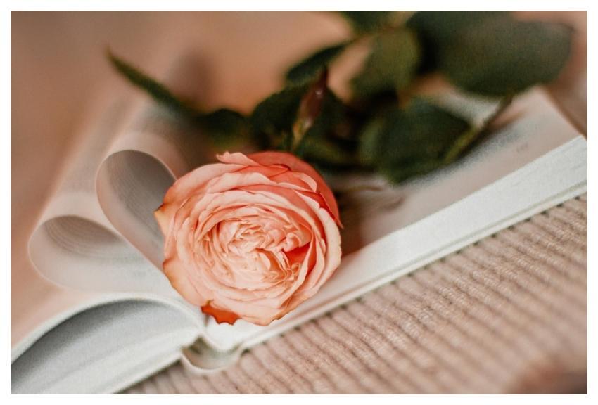 Rose Rose Flower Nature Flower