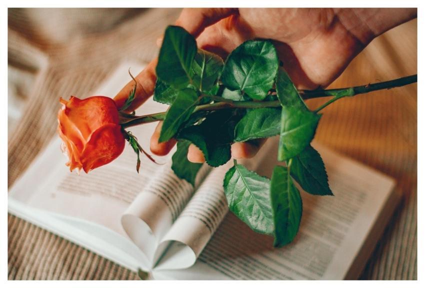 Rose Flower Book Beautiful Flowers