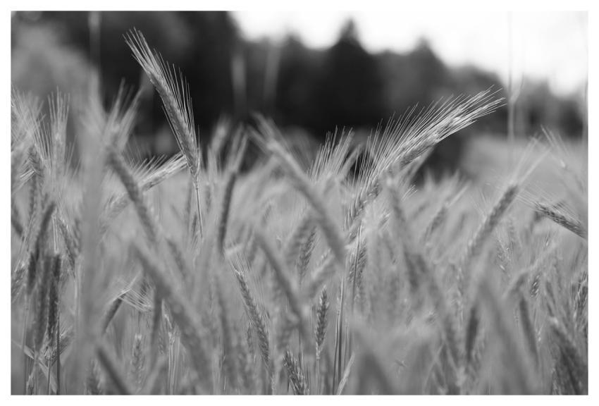 Cornfield Grain Agriculture Grain Field