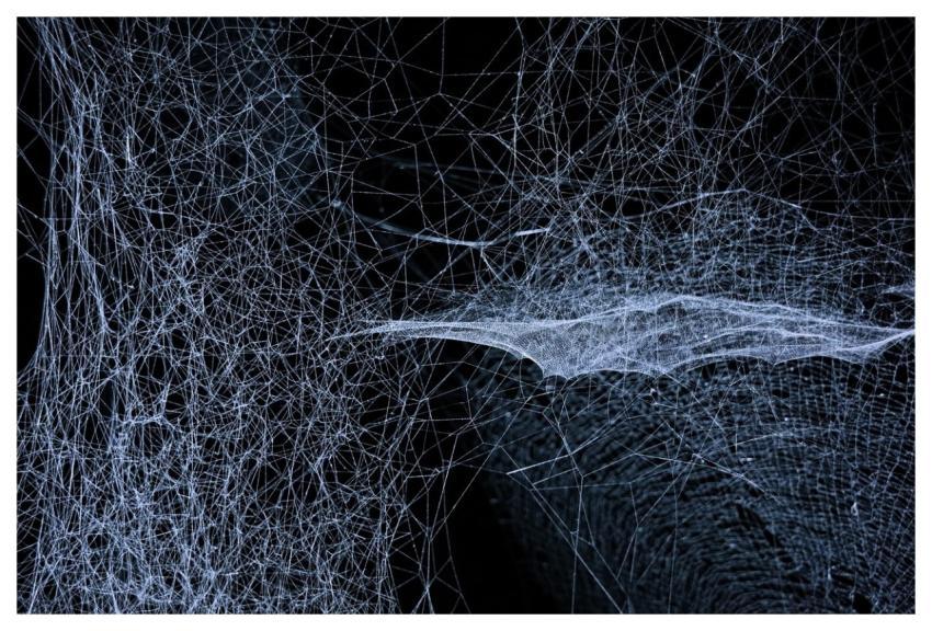 Web Spider White Dark