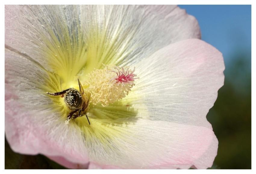 Bee Insect Wings Flower