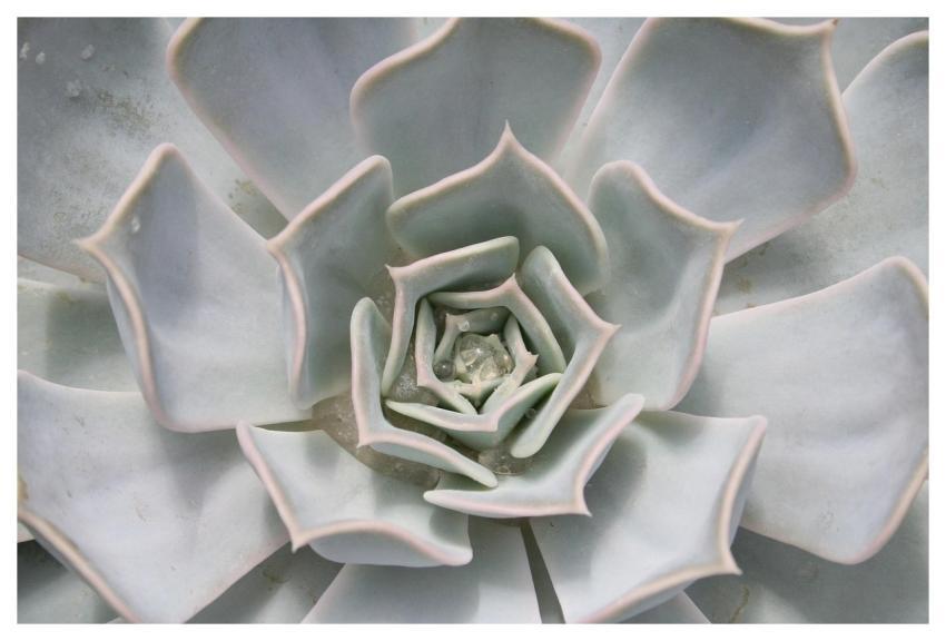 Plant Cactus Exotic Flora