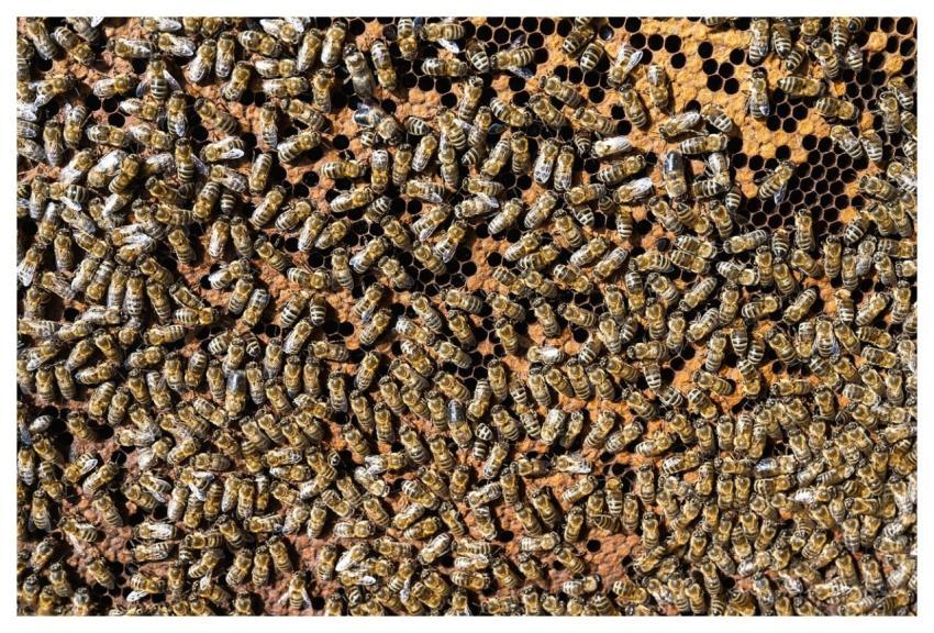 European Honey Bees Bees Insects Beehive