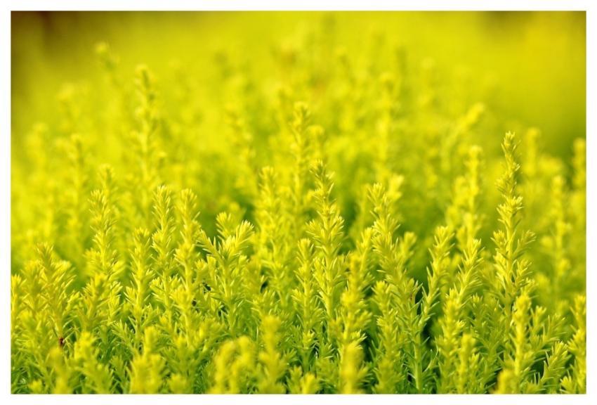 Plants Wildflowers Bush Shrub