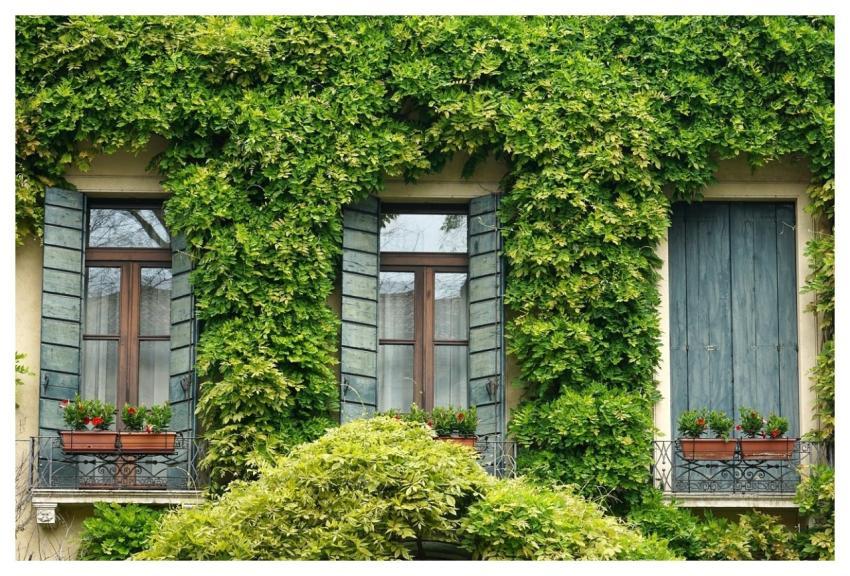 Window Ivy Shutter Balcony
