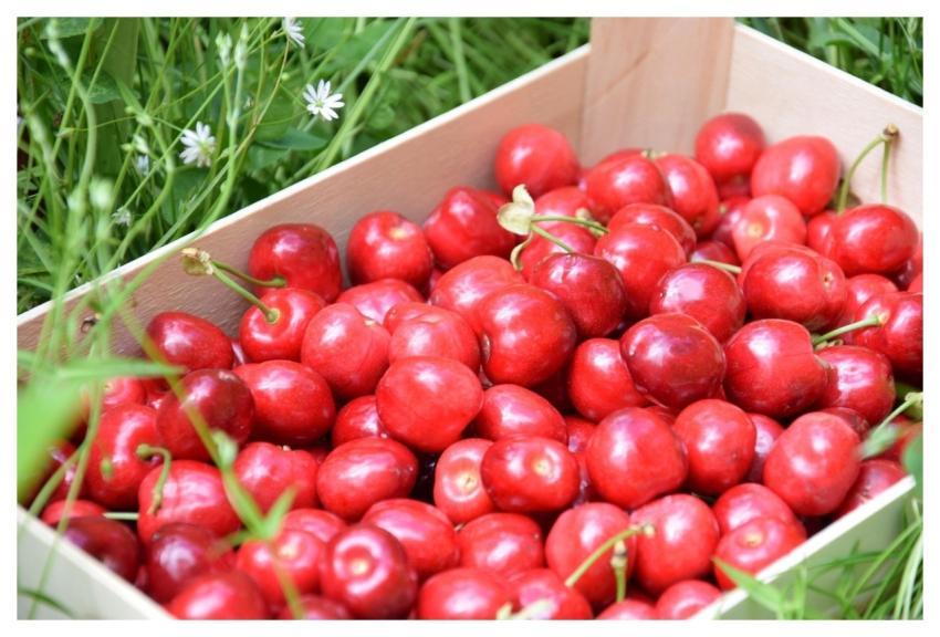 Cherries Fruit Tree Meadow
