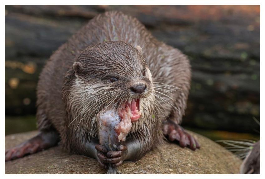 Otter Nature Animal Water