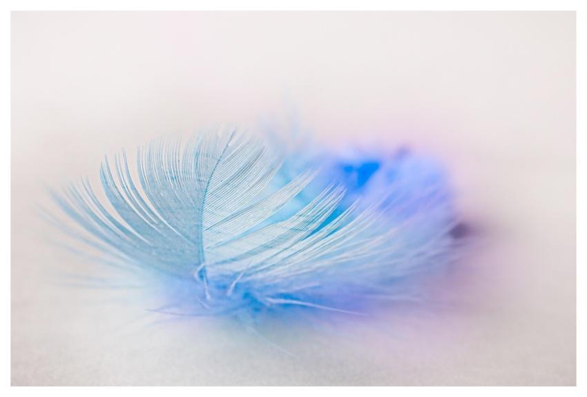 Bird Feather Feather Plume Lightness