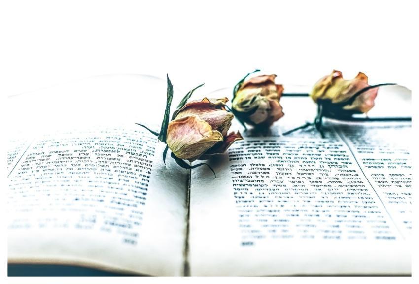 Roses Book Botany Blossom