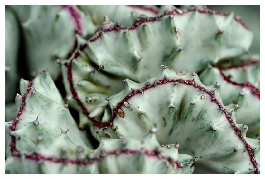 Cactus Succulent Plant Nature