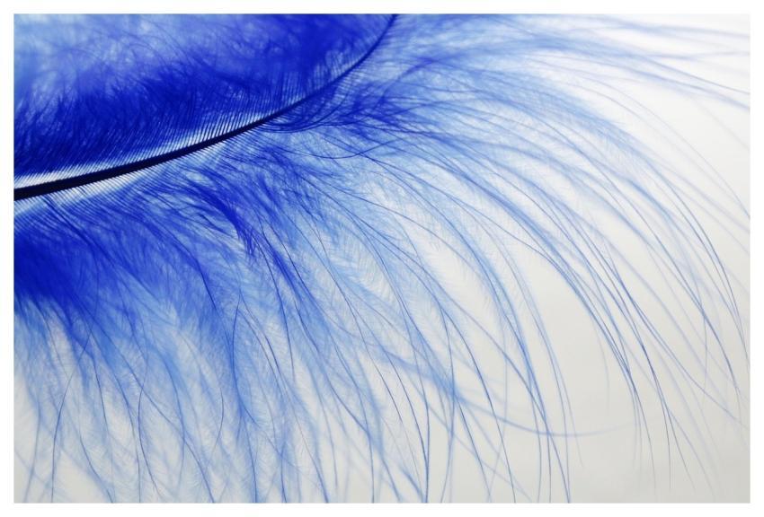 Feather Soft Blue Bird Feather