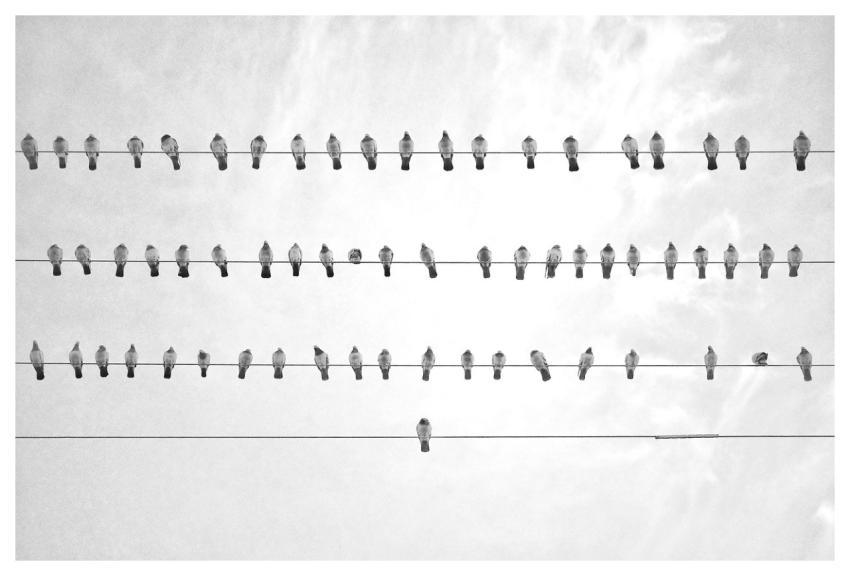 Bird Wire Black And White Simplify