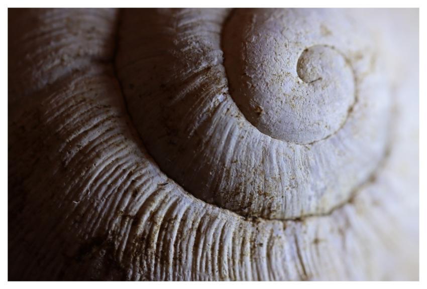 Shell Spiral Closeup Detail