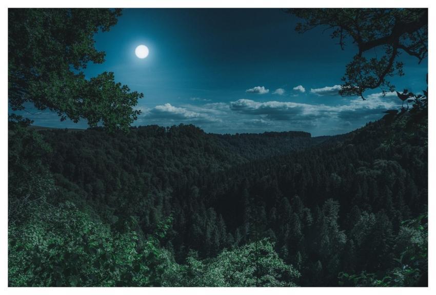 Nature Forest Landscape At Night