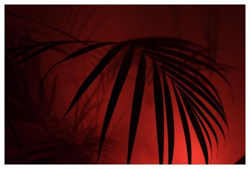 Palm Leaves Free Wallpaper Full Hd Wallpaper