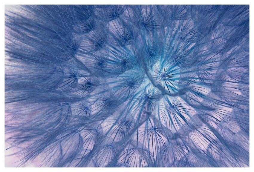 Dandelion Flower Background Mac Wallpaper Seeds