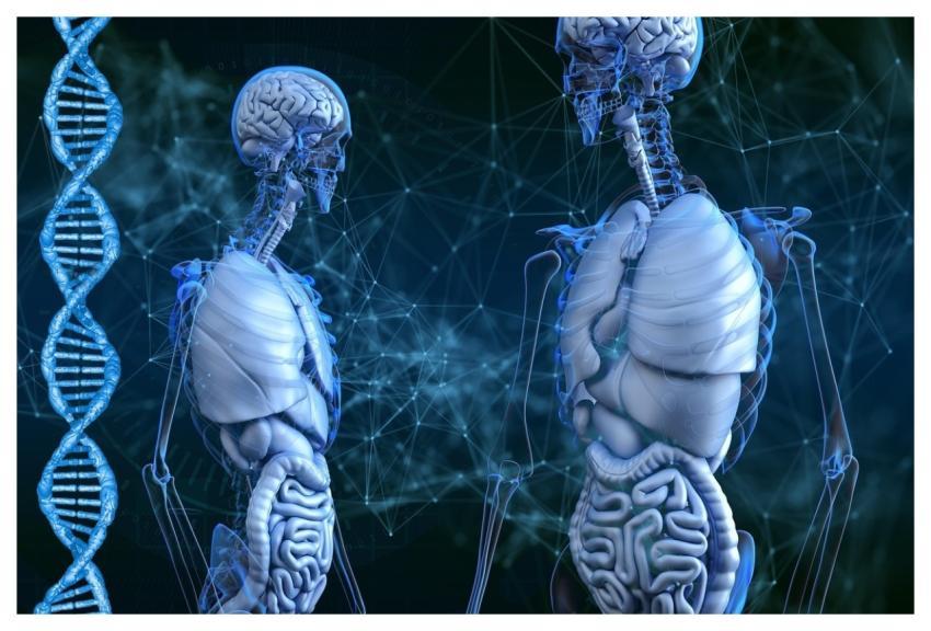 Skeleton Mac Wallpaper Laptop Wallpaper 4K Wallpap