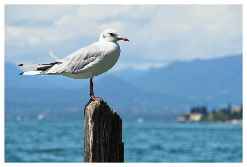 Gull Bird Lake Garda