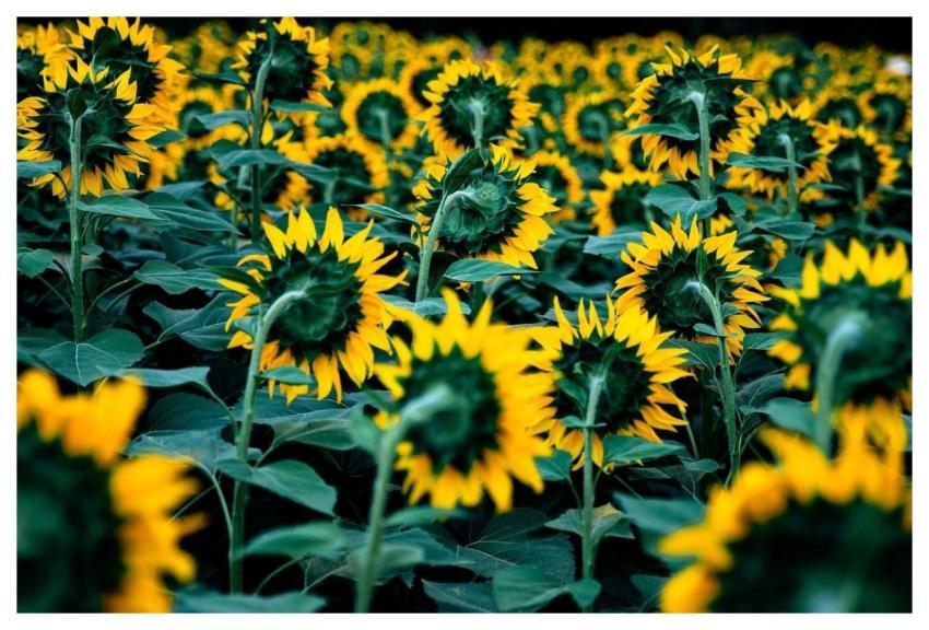 Sunflower Flower Background Yellow Flora