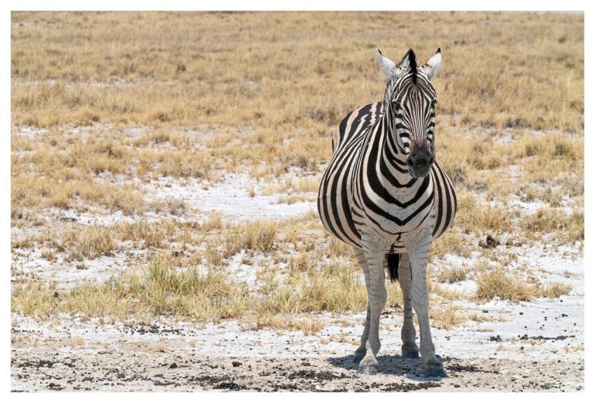 Zebra Belly Steppe Strip