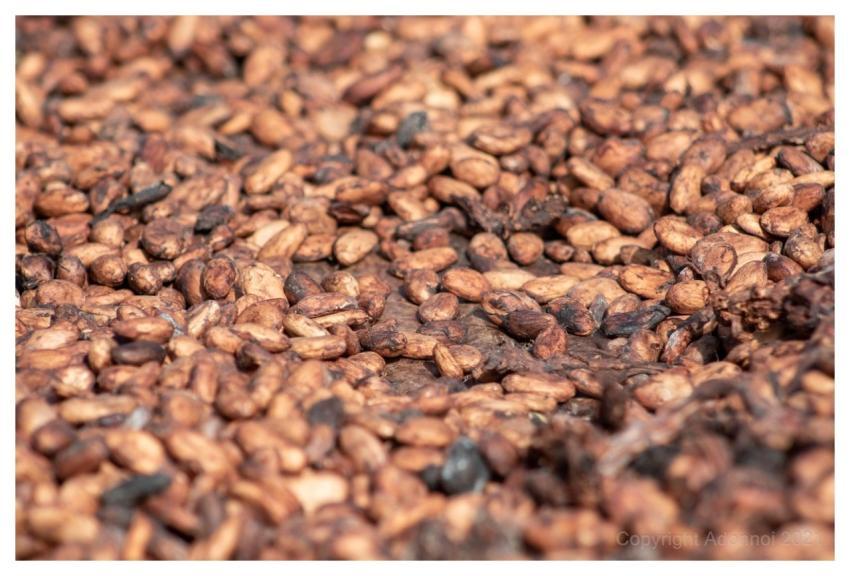 Cocoa Beans Chocolate Seeds