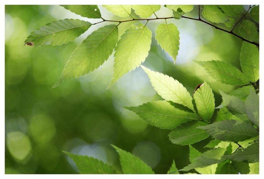 Leaves Tree Plant Green