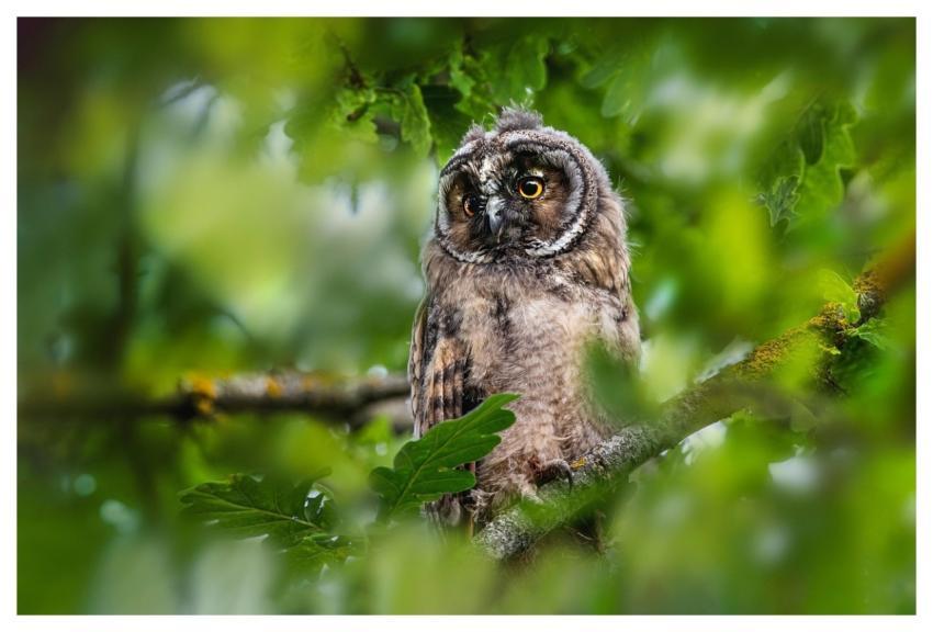 Owl Bird Long-Eared Owl Beak