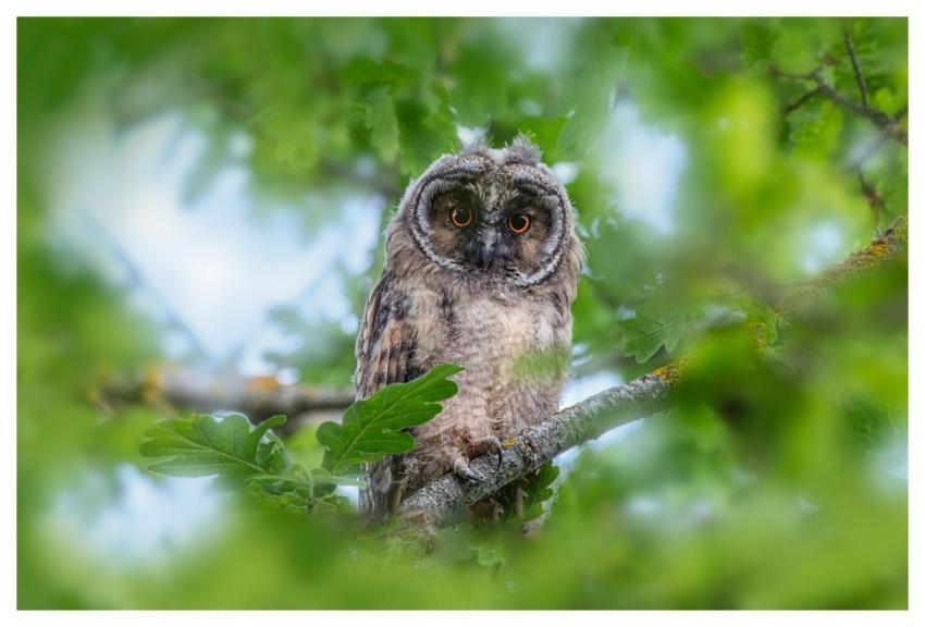 Owl Bird Long-Eared Owl Beak