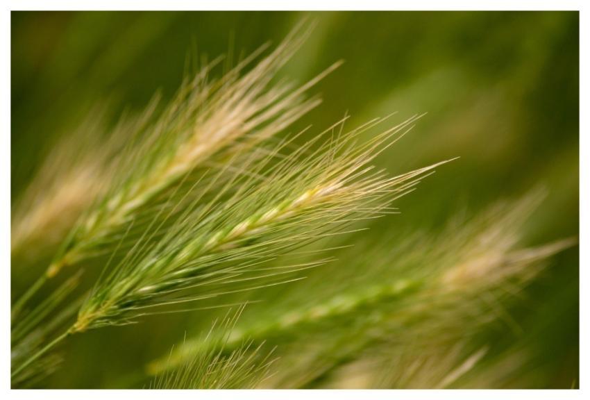 Barley Grain Barley Stalk Fields