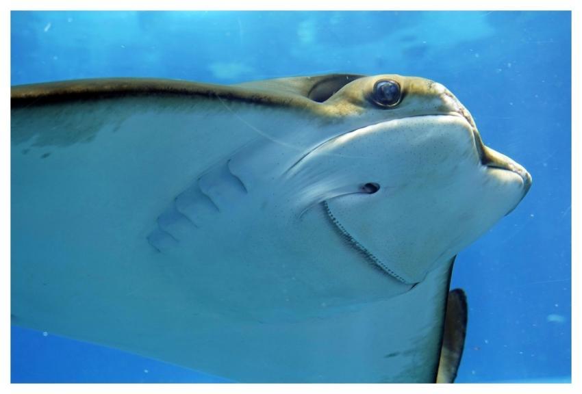 Stingray Smelled Underwater Underwater World