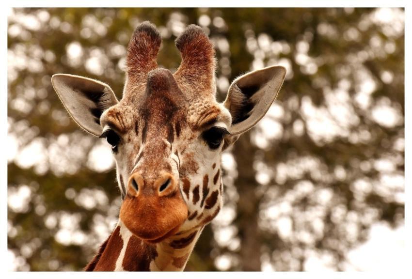 Giraffe Zoo Animal Animal Portrait
