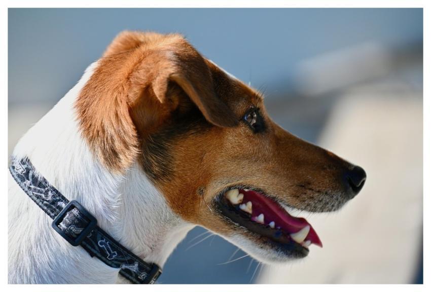 Dog Jack Russel Terrier Terrier Snout