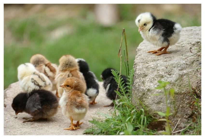 Jugs Nature Ornithology Fauna