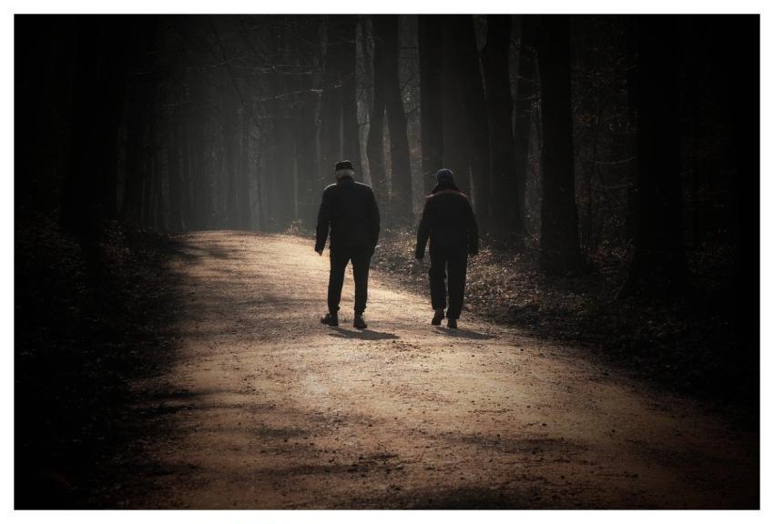 Walk Forest Morning Sun The Shade