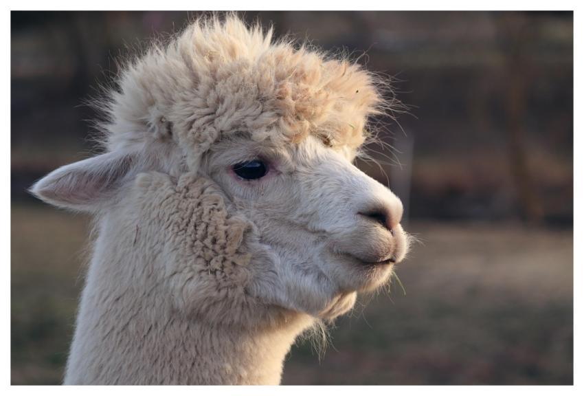 Llama Alpaca Animal Mammal