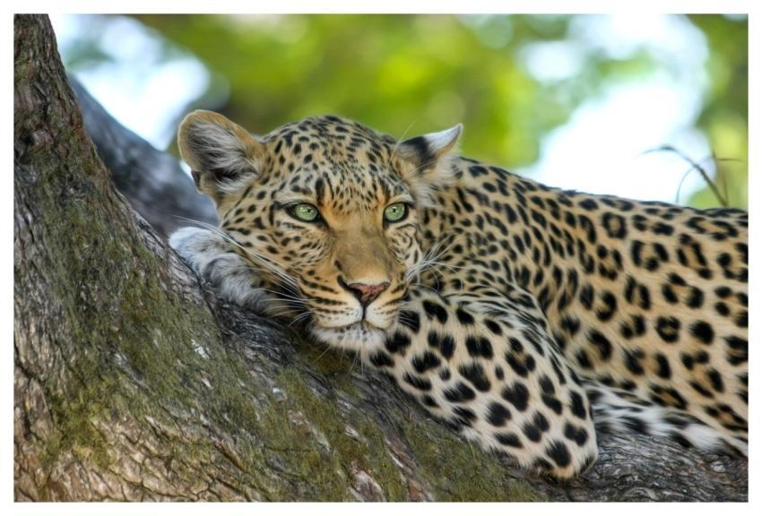 Leopard Animal Safari Mammal