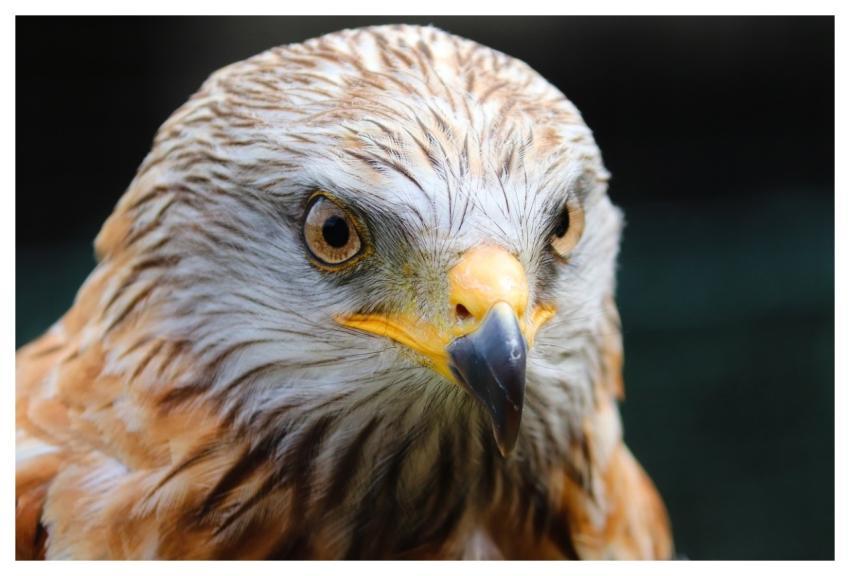 Buzzard Desert Buzzard Nature Bird
