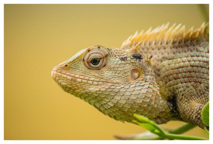 Animal Wildlife Chameleon Reptile