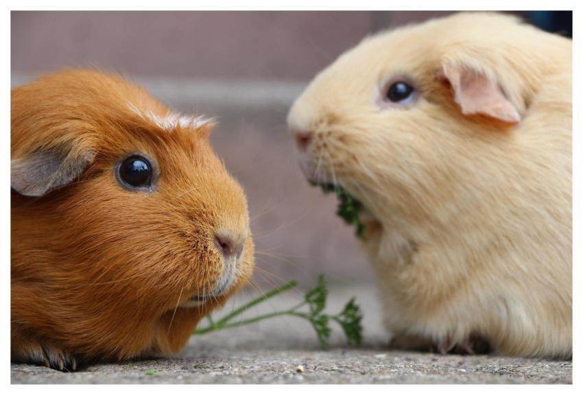 Guinea Pig Rodent Mammal Nature