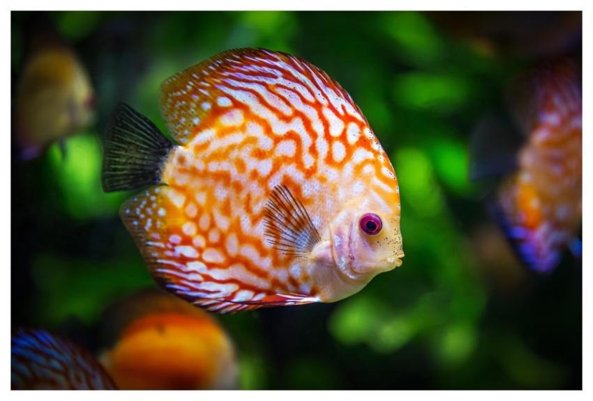 Discus Fish Fish Aquarium Fauna
