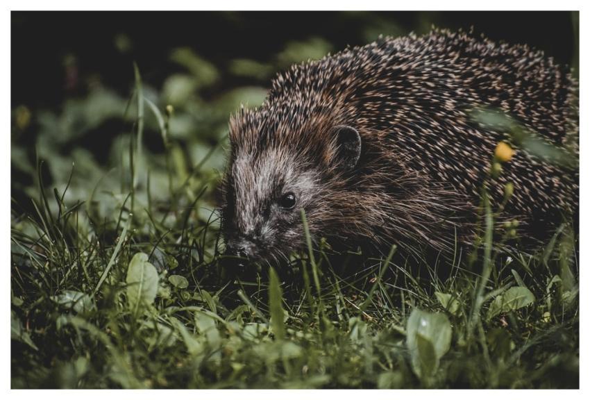 Hedgehog Animal Spur Nature