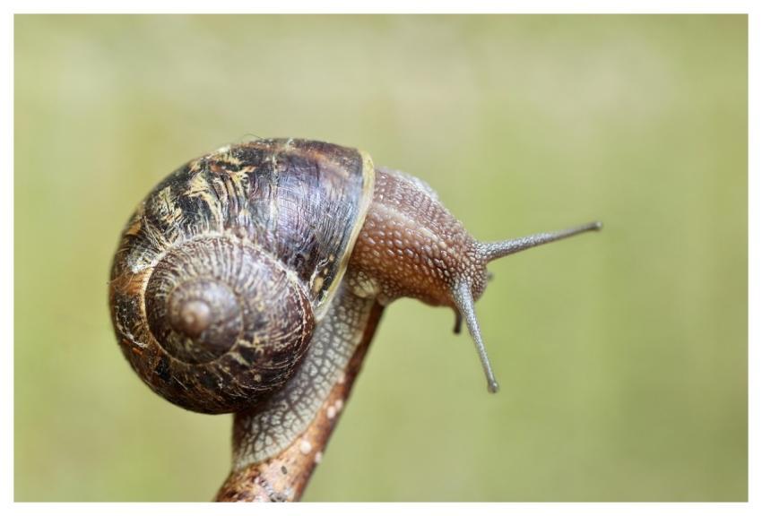 Snail Shell Invertebrate Sensor